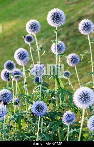 Blauer Globus Thistle, Blå bolltistel (Echinops bannaticus) Stockfoto