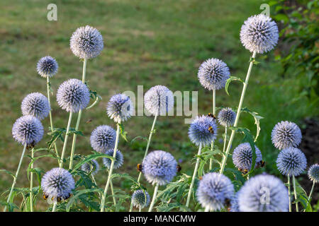 Blauer Globus Thistle, Blå bolltistel (Echinops bannaticus) Stockfoto