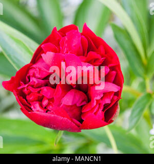 'Alba Plena' Gemeinsame Pfingstrose, Bondpion (Paeonia × Festiva) Stockfoto