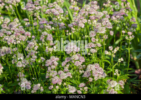 Große masterwort, Stjärnflocka (astilbe) Stockfoto