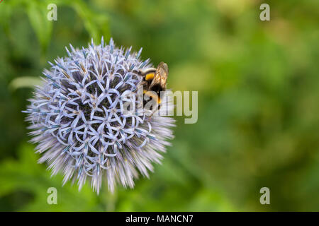 Blauer Globus Thistle, Blå bolltistel (Echinops bannaticus) Stockfoto