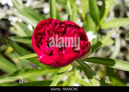 'Alba Plena' Gemeinsame Pfingstrose, Bondpion (Paeonia × Festiva) Stockfoto