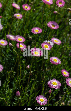 Rosa und Weiß Ewige, Roseneternell (Rhodanthe chlorocephala) Stockfoto