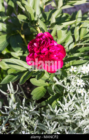 'Alba Plena' Gemeinsame Pfingstrose, Bondpion (Paeonia × Festiva) Stockfoto