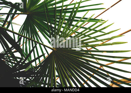 Green Palm Blätter im Winter Garten im Haus. Stockfoto