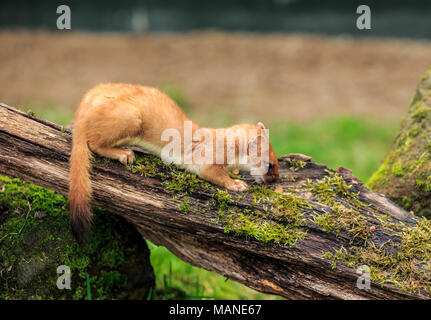 Das Hermelin, auch bekannt als die Short-tailed Weasel oder einfach das Wiesel in Irland, wo die wenigsten Weasel nicht auftritt, ist ein Säugetier. Stockfoto