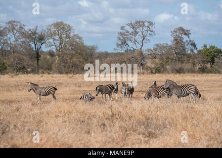 Interaktion in eine Herde Zebras Stockfoto