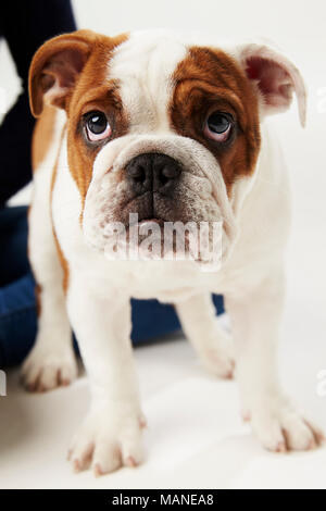 Studio Shot Der britische Bulldogge Welpen stehen auf weißem Hintergrund Stockfoto