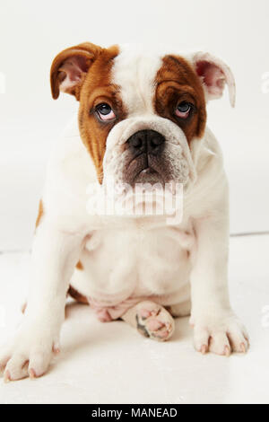 Studio Shot Der britische Bulldogge Welpen sitzen auf weißem Hintergrund Stockfoto