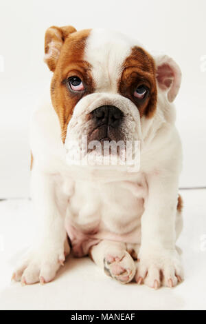 Studio Shot Der britische Bulldogge Welpen sitzen auf weißem Hintergrund Stockfoto