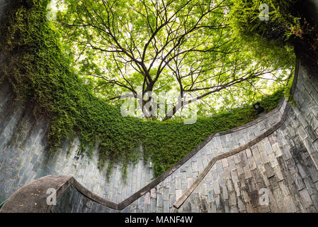 Der Baum über Tunnel Gehweg am Fort Canning Park und Penang Road., Singapur Stockfoto