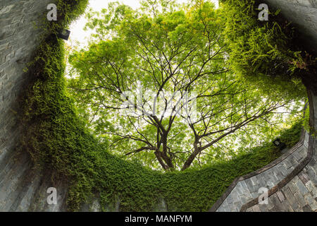 Der Baum über Tunnel Gehweg am Fort Canning Park und Penang Road., Singapur Stockfoto