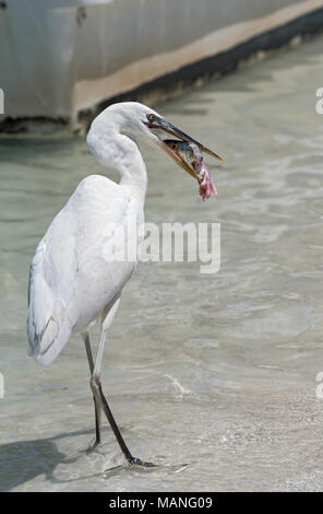 Silberreiher (Ardea alba) Essen ein Fisch südlich von Holbox, Mexiko Stockfoto