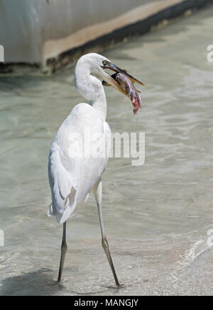 Silberreiher (Ardea alba) Essen ein Fisch südlich von Holbox, Mexiko Stockfoto