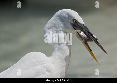 Silberreiher (Ardea alba) Essen ein Fisch südlich von Holbox, Mexiko Stockfoto