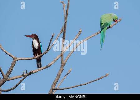 Vogel: White Throated Kingfisher und Rose Ringed Parakeet thront auf Baum Stockfoto