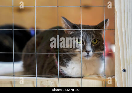 Traurig Obdachlose allein Cat, aus Käfig hinter Gittern in Tierheim warten auf jemanden zu verabschieden ihn Stockfoto
