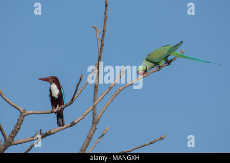 Vogel: White Throated Kingfisher und Rose Ringed Parakeet thront auf Baum Stockfoto