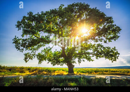 Großen grünen Baum in einem Feld, Sonnenuntergang geschossen Stockfoto