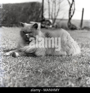 1950, historische, eine attraktive Hauskatze mit einem netten haariger Mantel liegend auf Gras außerhalb, England, UK. Stockfoto