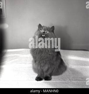 1950, historische, einem pelzigen Katze sitzend, mit spitzen Ohren und offenen Mund, suchen, warten, gefüttert zu werden, England, UK. Stockfoto