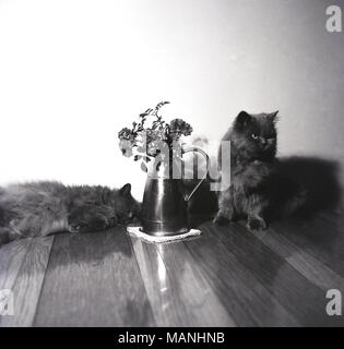 1950er Jahre, zwei pelzigen Hauskatzen in Gebäuden von einer Vase mit getrockneten Blumen. Stockfoto