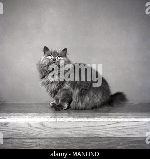 1950er Jahre, historische, Portrait eines pelzigen Hauskatze. Stockfoto