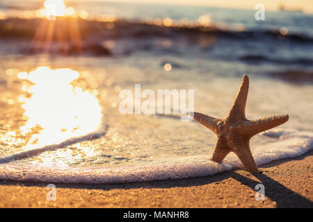 Seestern am Strand bei Sonnenaufgang Stockfoto