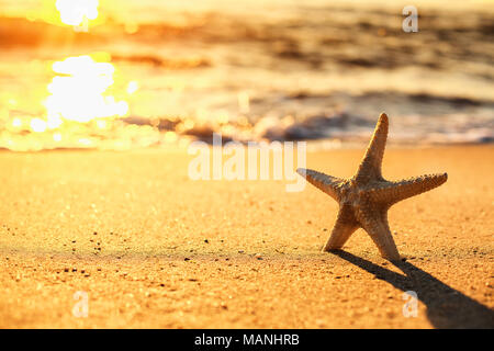 Starfish on the beach at sunrise Stockfoto