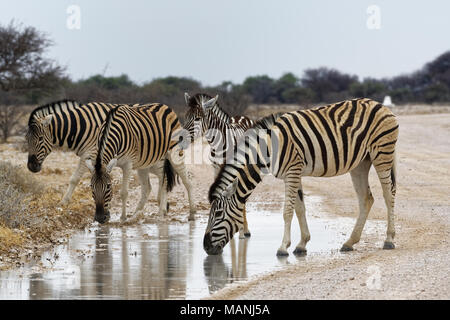 Burchell's Zebra (Equus quagga burchellii), Erwachsene und Fohlen auf einer Schotterstraße, Trinkwasser Regenwasser aus einer Pfütze, Etosha National Park, Namibia, Afrika Stockfoto