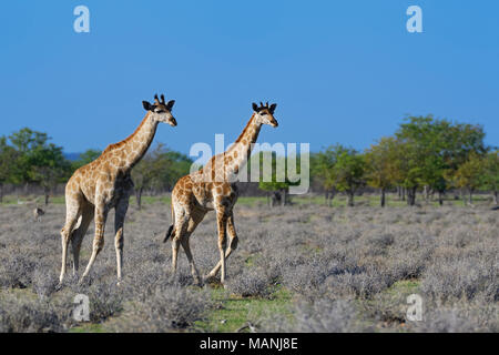 Namibischen Giraffen oder angolanischen Giraffen (Giraffa Camelopardalis angolensis), zwei junge Wandern, Etosha National Park, Namibia, Afrika Stockfoto