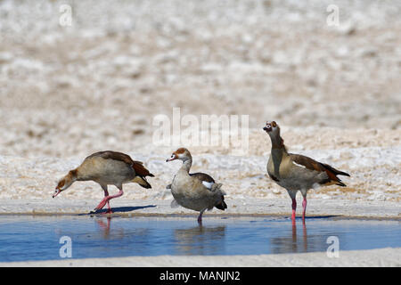 Nilgänse (Alopochen Aegyptiaca) in Wasser an einem Wasserloch, Etosha National Park, Namibia, Afrika Stockfoto