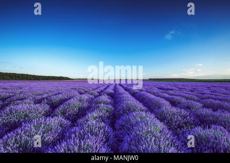 Schöne Landschaft der Lavendelfelder Stockfoto