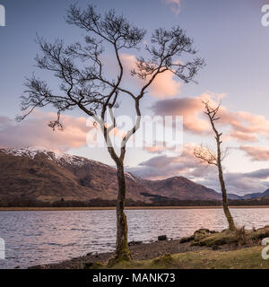 Zwei Bäume stehen am Ufer des Loch Awe in den Highlands von Schottland bei Sonnenaufgang Stockfoto