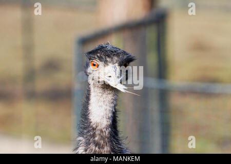 Porträt der schönen Emu (Dromaius novaehollandiae) Stockfoto