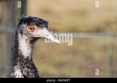 Porträt der schönen Emu (Dromaius novaehollandiae) Stockfoto