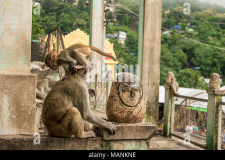 Ein kleines Baby macaque Affen, Laufen und Springen auf Mutters Kopf. Mama Affe sehr geduldig, Mount Popa, Burma, Myanmar, SE-Asien. Stockfoto