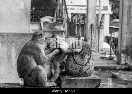 Mutter und Kind macaque Affen, mit Baby monkey Blick auf seine Mutter, und die Mutter verwöhnt seine Baby und suchen für Flöhe. Mount Popa, Birma Stockfoto