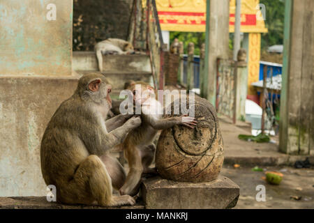 Mutter und Kind macaque Affen, mit Baby monkey Blick auf seine Mutter, und die Mutter verwöhnt seine Baby und suchen für Flöhe. Mount Popa, Birma Stockfoto