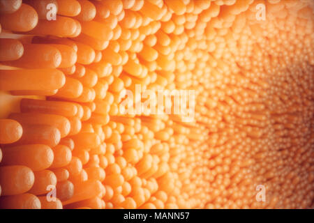 3D-Abbildung close-up Darmzotten. Darm Futter. Mikroskopische Zotten und Kapillaren. Menschlichen Darm. Konzept einer gesunden oder kranken Darm. Stockfoto