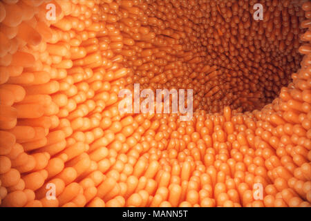 3D-Abbildung close-up Darmzotten. Darm Futter. Mikroskopische Zotten und Kapillaren. Menschlichen Darm. Konzept einer gesunden oder kranken Darm. Stockfoto