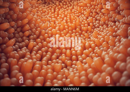 3D-Abbildung close-up Darmzotten. Darm Futter. Mikroskopische Zotten und Kapillaren. Menschlichen Darm. Konzept einer gesunden oder kranken Darm. Stockfoto