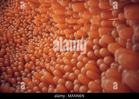 3D-Abbildung close-up Darmzotten. Darm Futter. Mikroskopische Zotten und Kapillaren. Menschlichen Darm. Konzept einer gesunden oder kranken Darm. Stockfoto