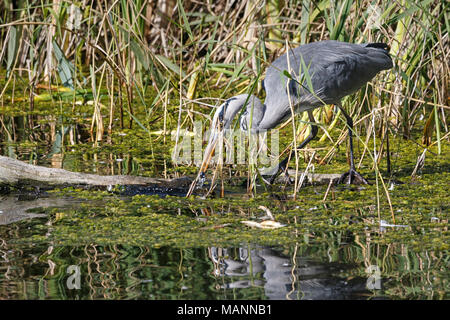 Fischreiher Angeln in der Nähe des Flusses Yare, Norfolk Stockfoto