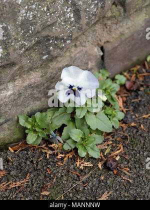 Garten Stiefmütterchen, Viola x wittrockiana durch eine Mauer wächst Stockfoto
