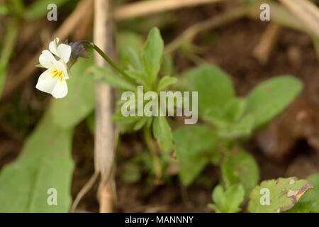 Feld Stiefmütterchen, Viola atropurpurea Stockfoto