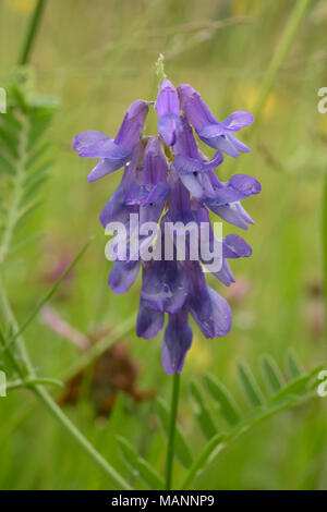 Getuftete Wicke, Vicia cracca Stockfoto