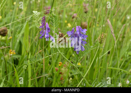 Vogelwicke, Vicia cracca wächst in einer Wiese Stockfoto