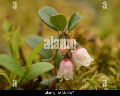 Preiselbeere Vaccinium Vitis-idaea Stockfoto