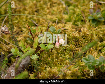 Preiselbeere Vaccinium Vitis-idaea Stockfoto